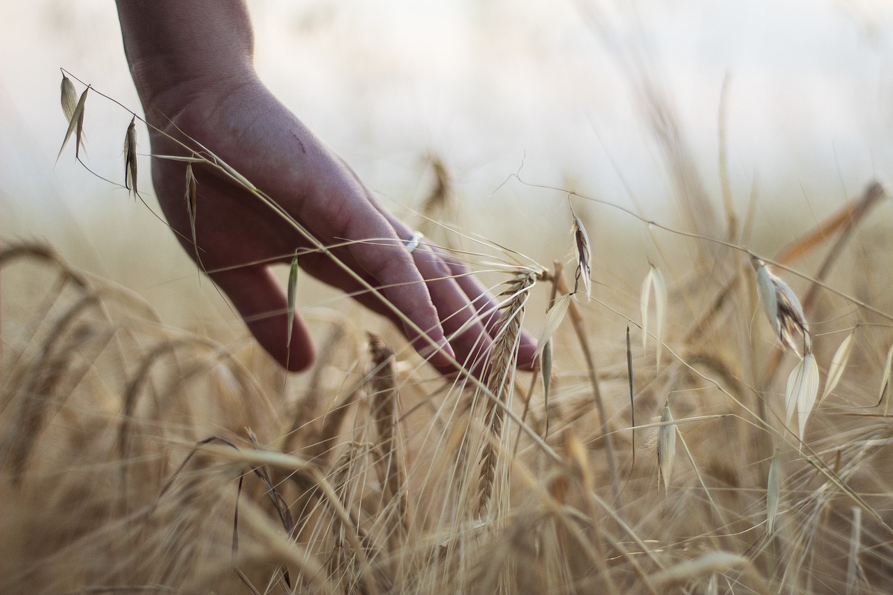 The Harvest Celebrations of Germany's Erntedankfest